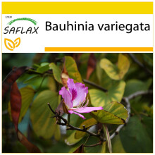 SAFLAX Anzucht Set - Orchideenbaum - Bauhinia - 8 Samen
