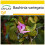 SAFLAX Anzucht Set - Orchideenbaum - Bauhinia - 8 Samen 1