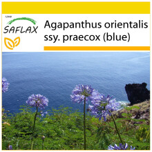 SAFLAX Anzucht Set - Schmucklilie - Agapanthus - 50 Samen