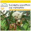 SAFLAX Anzucht Set - Schnee-Eucalyptus - Eucalyptus - 250 Samen 1