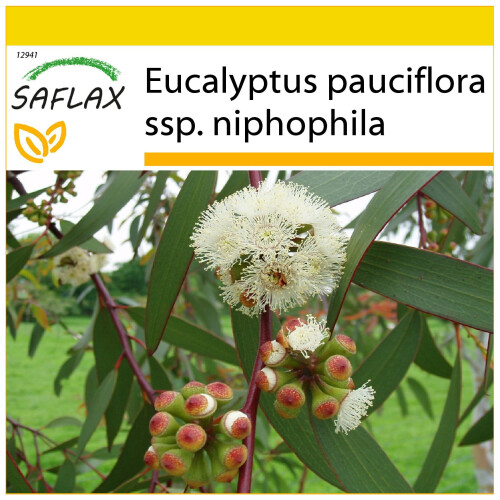 SAFLAX Anzucht Set - Schnee-Eucalyptus - Eucalyptus - 250 Samen
