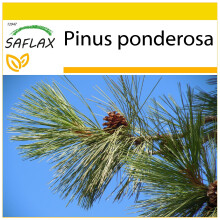 SAFLAX - Cultivation set - Ponderosa Pine - 20 seeds - With mini greenhouse, growing substrate and 2 pots - Pinus ponderosa