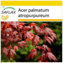 SAFLAX Anzucht Set - Fächerahorn - Acer - 20 Samen