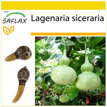 SAFLAX Anzucht Set - Riesenkalebasse - Lagenaria - 15 Samen