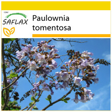 SAFLAX - Cultivation set - Princess Tree - 200 seeds - With mini greenhouse, growing substrate and 2 pots - Paulownia tomentosa