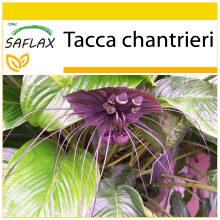 SAFLAX - Cultivation set - Black Bat Flower - 10 seeds - With mini greenhouse, growing substrate and 2 pots - Tacca chantrieri