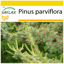 SAFLAX Anzucht Set - Mädchenkiefer - Pinus - 10 Samen