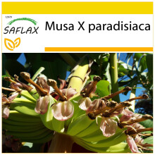 SAFLAX Anzucht Set - Große Essbanane - Musa - 10 Samen