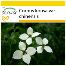 SAFLAX Anzucht Set - Asiatischer Hartriegel - Cornus - 30 Samen