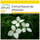 SAFLAX Anzucht Set - Asiatischer Hartriegel - Cornus - 30 Samen 1