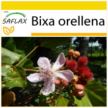 SAFLAX - Cultivation set - Lipstick Tree - 20 seeds - With mini greenhouse, growing substrate and 2 pots - Bixa orellena
