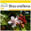 SAFLAX Anzucht Set - Lippenstiftstrauch - Bixa - 20 Samen 1