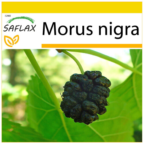 SAFLAX Anzucht Set - Schwarzer Maulbeerbaum - Morus - 200 Samen