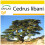 SAFLAX Anzucht Set - Libanonzeder - Cedrus - 20 Samen 1