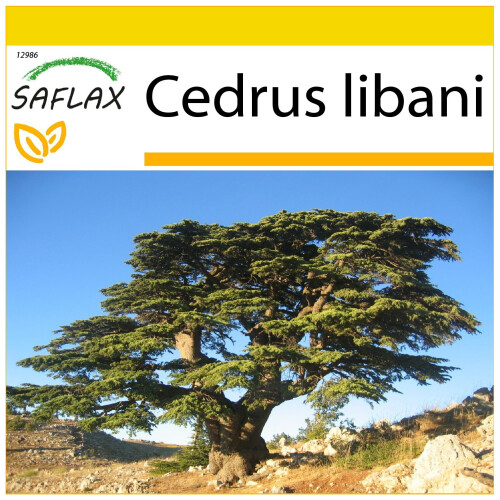 SAFLAX Anzucht Set - Libanonzeder - Cedrus - 20 Samen