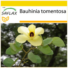 SAFLAX Anzucht Set - Gelber Orchideenbaum - Bauhinia - 30 Samen