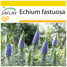 SAFLAX Anzucht Set - Blauer Natternkopf - Echium - 100 Samen