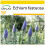 SAFLAX Anzucht Set - Blauer Natternkopf - Echium - 100 Samen 1