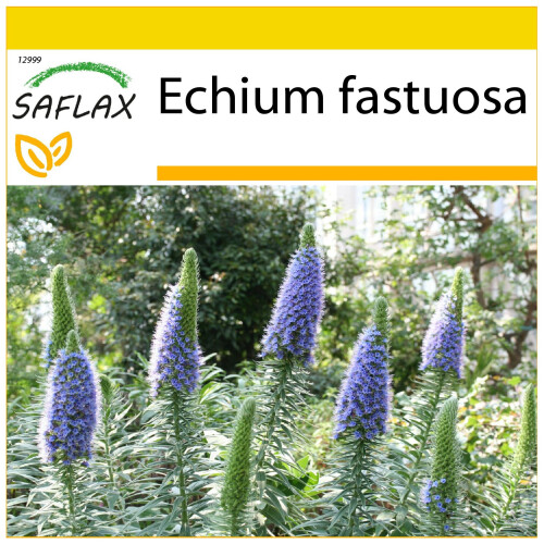 SAFLAX Anzucht Set - Blauer Natternkopf - Echium - 100 Samen