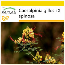 SAFLAX Anzucht Set - Winterharter Pfauenstrauch - Caesalpinia - 10 Samen