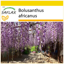 SAFLAX Anzucht Set - Afrikanischer Blauregen - Bolusanthus - 15 Samen