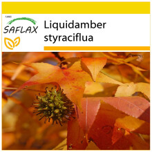 SAFLAX Anzucht Set - Amberbaum - Liquidamber - 100 Samen