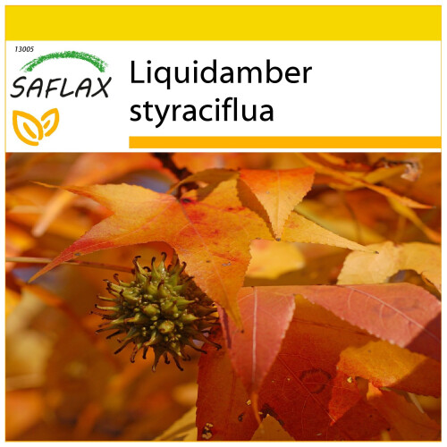 SAFLAX Anzucht Set - Amberbaum - Liquidamber - 100 Samen