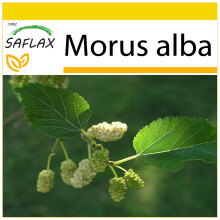 SAFLAX Anzucht Set - Weißer Maulbeerbaum - Morus - 200 Samen