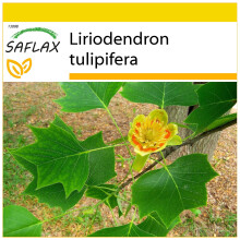 SAFLAX Anzucht Set - Echter Tulpenbaum - Liriodendron - 20 Samen