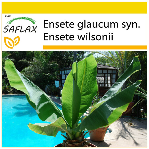 SAFLAX Anzucht Set - Schneebanane - Ensete - 10 Samen