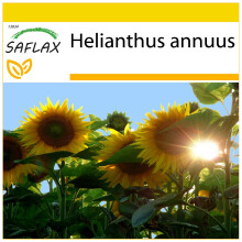 SAFLAX Anzucht Set - Sonnenblume Titan - Helianthus - 20 Samen