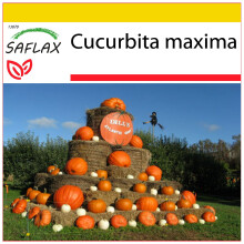 SAFLAX Anzucht Set - Kürbis – Giant - Cucurbita - 7 Samen