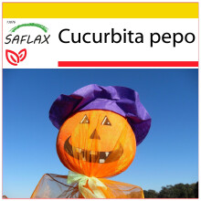 SAFLAX Anzucht Set - Laternenkürbis - Cucurbita - 10 Samen