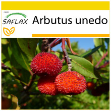 SAFLAX Anzucht Set - Erdbeerbaum - Arbutus - 50 Samen