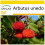 SAFLAX Anzucht Set - Erdbeerbaum - Arbutus - 50 Samen 1