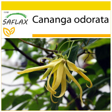 SAFLAX - Cultivation set - Perfume Tree Ylang Ylang - 10 seeds - With mini greenhouse, growing substrate and 2 pots - Cananga odorata