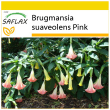 SAFLAX Anzucht Set - Engelstrompete Pink - Brugmansia - 10 Samen