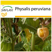 SAFLAX Anzucht Set - Kapstachelbeere - Physalis - 100 Samen
