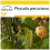 SAFLAX Anzucht Set - Kapstachelbeere - Physalis - 100 Samen 1