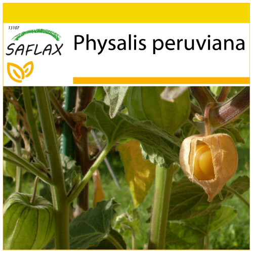SAFLAX Anzucht Set - Kapstachelbeere - Physalis - 100 Samen