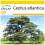 SAFLAX Anzucht Set - Atlaszeder - Cedrus - 20 Samen 1