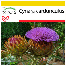SAFLAX Anzucht Set - Spanische Artischocke - Cynara - 50 Samen