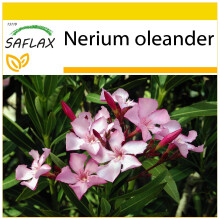 SAFLAX Anzucht Set - Oleander - Nerium - 50 Samen