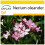 SAFLAX Anzucht Set - Oleander - Nerium - 50 Samen 1