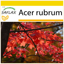 SAFLAX - Cultivation set - Red Maple - 20 seeds - With mini greenhouse, growing substrate and 2 pots - Acer rubrum
