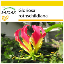 SAFLAX Anzucht Set - Kletterlilie - Gloriosa - 15 Samen