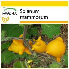 SAFLAX Anzucht Set - Kuheuterpflanze - Solanum - 10 Samen