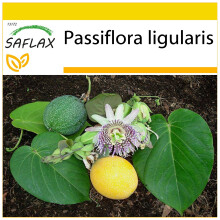 SAFLAX Anzucht Set - Süße Granadilla - Passiflora - 20 Samen