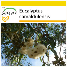 SAFLAX Anzucht Set - Roter Flusseucalyptus - Eucalyptus - 200 Samen