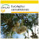 SAFLAX Anzucht Set - Roter Flusseucalyptus - Eucalyptus - 200 Samen 1